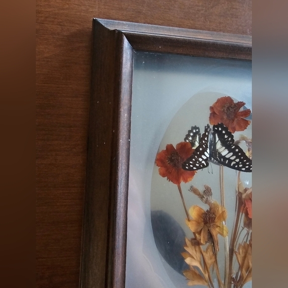 Vintage Butterfly Display - Picture 3 of 6
